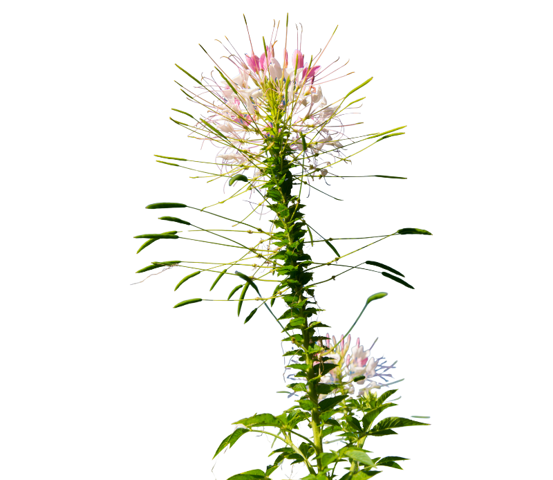 Spider plant