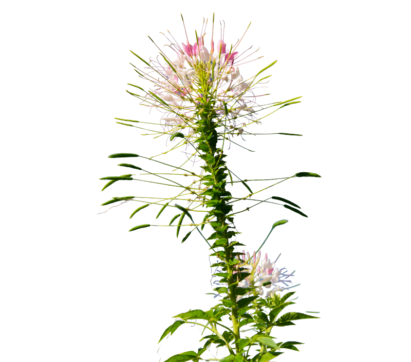 Mgagani (Spider Plant)