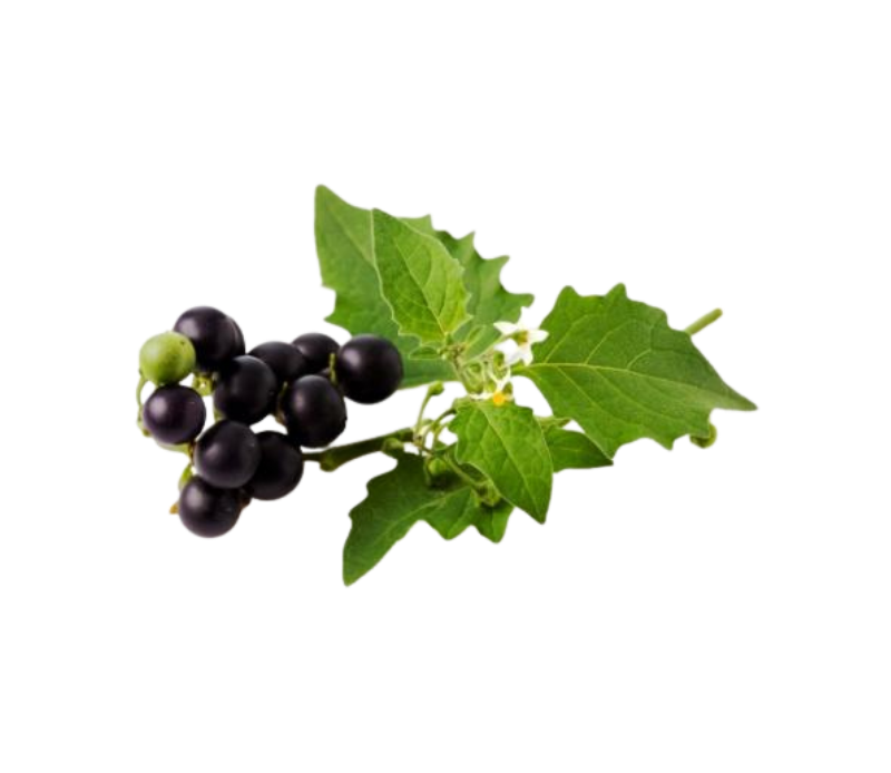 African nightshade