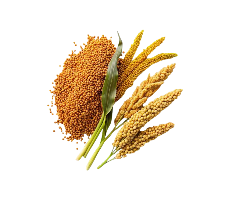 Sorghum