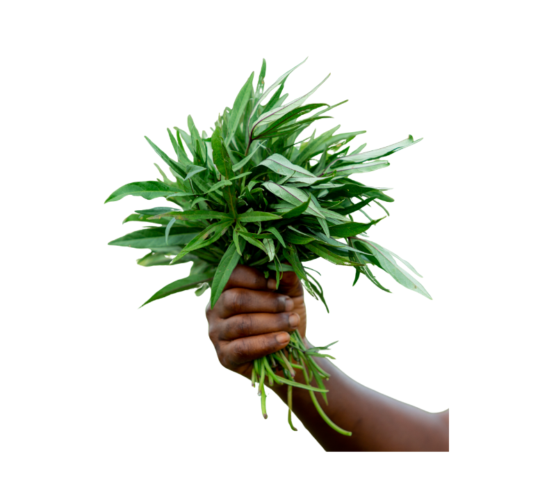 Sweet potato leaves