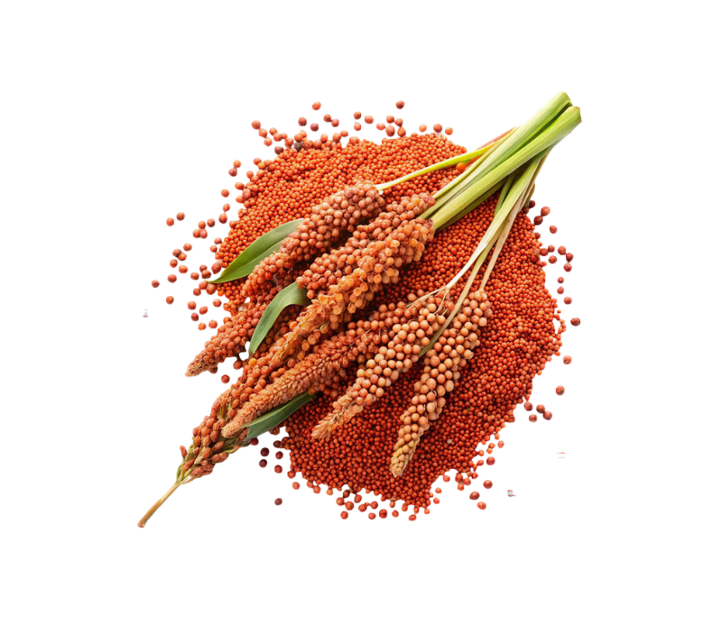 Finger millet