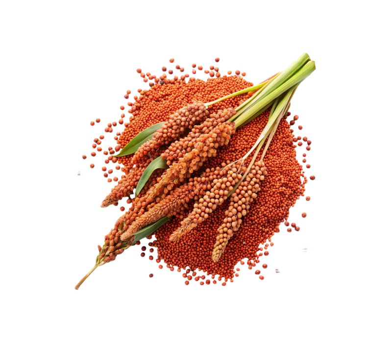 Ulezi (Finger Millet)