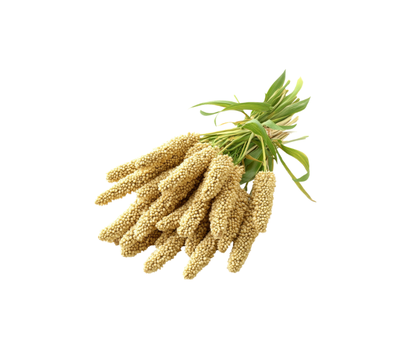 Pearl millet